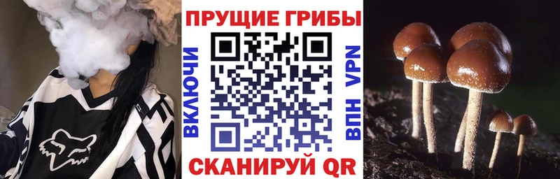 цена   Островной  Галлюциногенные грибы GOLDEN TEACHER 